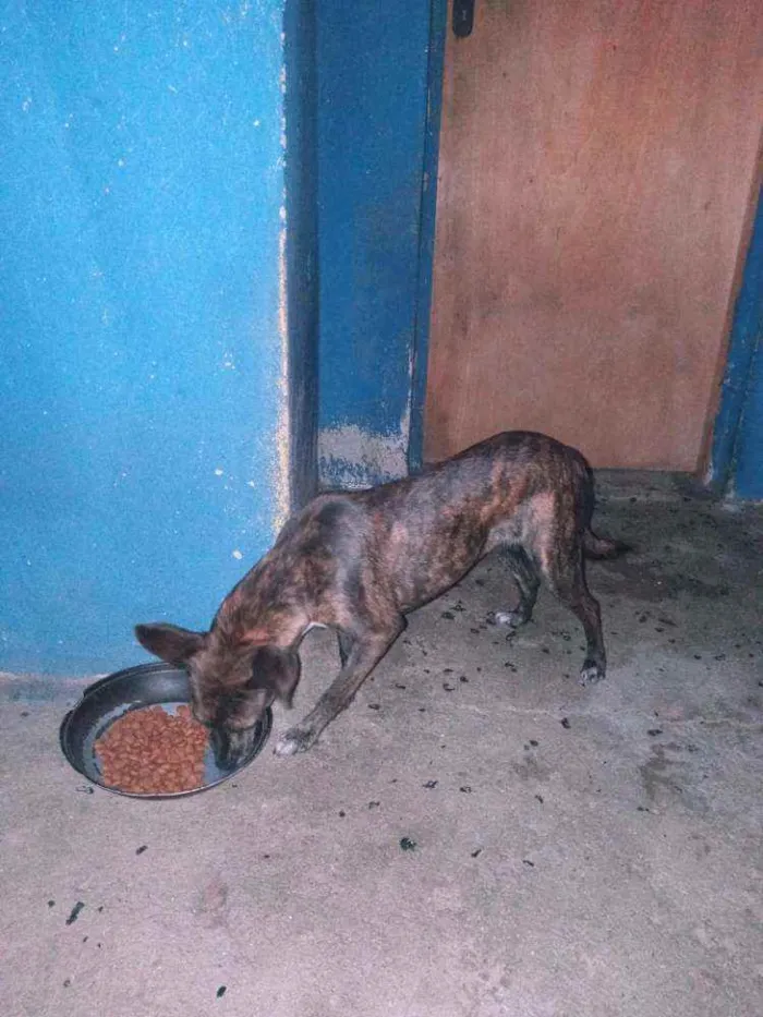 Cachorro ra a Viralats idade 6 ou mais anos nome Pandora