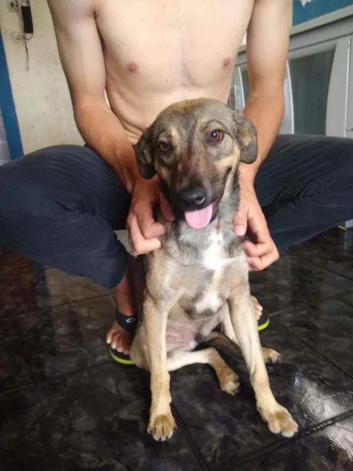 Cachorro raça SRD idade 2 a 6 meses nome Sem nome definido 