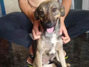 Cachorro raça SRD idade 2 a 6 meses nome Sem nome definido 