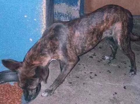 Cachorro ra a Viralats idade 6 ou mais anos nome Pandora