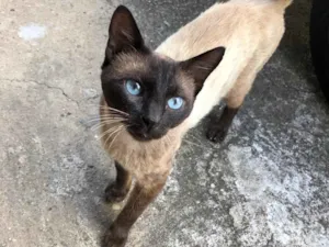 Gato raça Siames idade 1 ano nome Chocolate