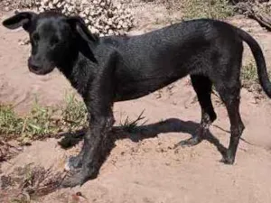 Cachorro raça Mestiço idade 2 a 6 meses nome Auau