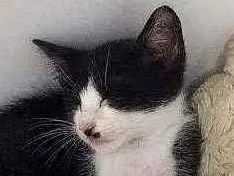 Gato ra a Srd idade 2 a 6 meses nome Filhote
