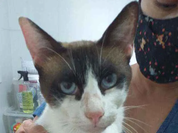 Gato ra a srd idade 1 ano nome Irmão