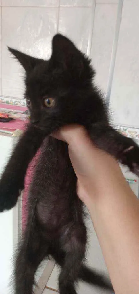 Gato ra a  idade Abaixo de 2 meses nome Sem nome 
