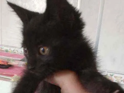 Gato ra a  idade Abaixo de 2 meses nome Sem nome 