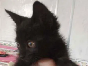 Gato raça  idade Abaixo de 2 meses nome Sem nome 