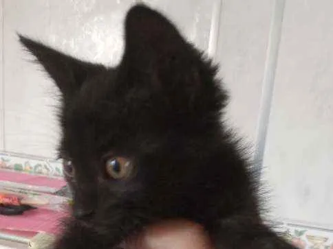 Gato ra a  idade Abaixo de 2 meses nome Sem nome 