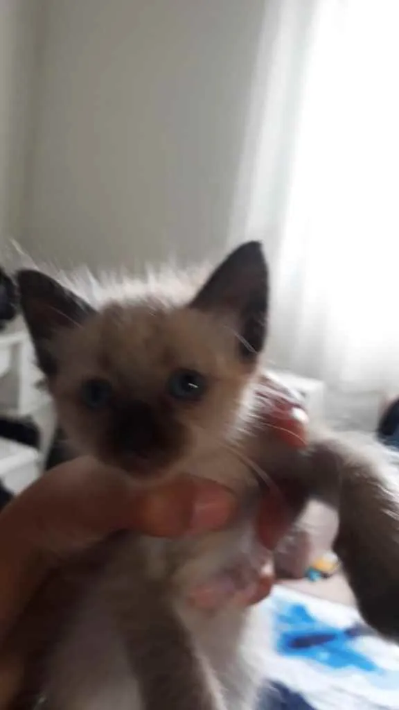 Gato ra a Siamês  idade Abaixo de 2 meses nome Catarina 