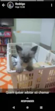 Catarina 