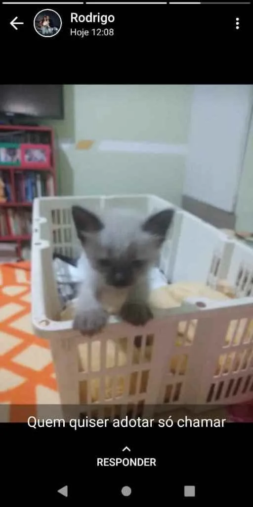 Gato ra a Siamês  idade Abaixo de 2 meses nome Catarina 