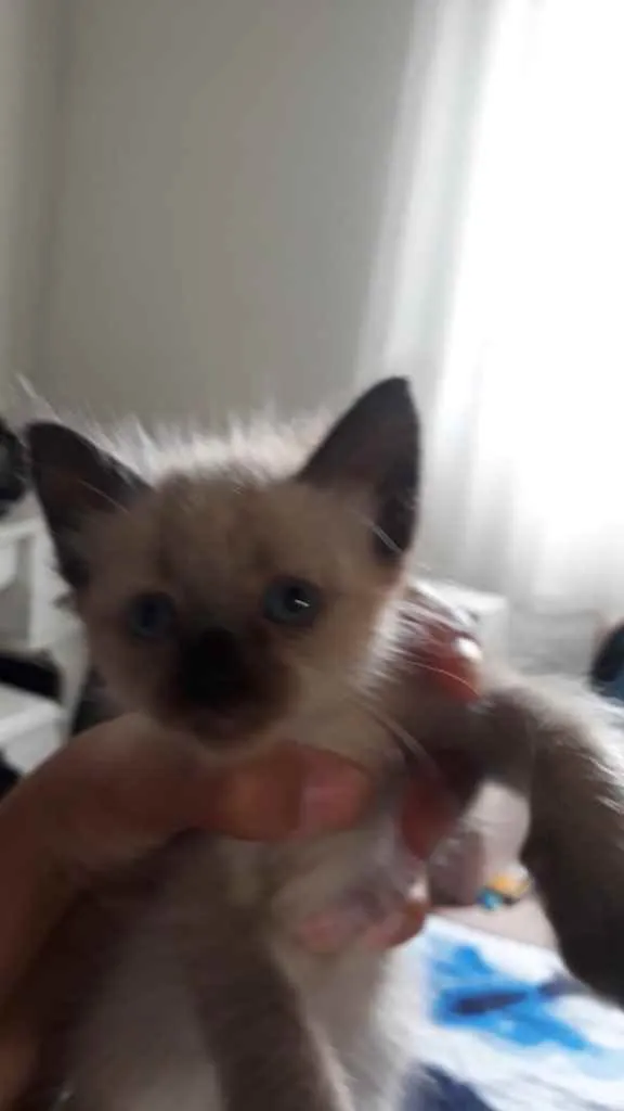Gato ra a Siamês  idade Abaixo de 2 meses nome Catarina 