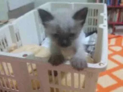 Gato ra a Siamês  idade Abaixo de 2 meses nome Catarina 