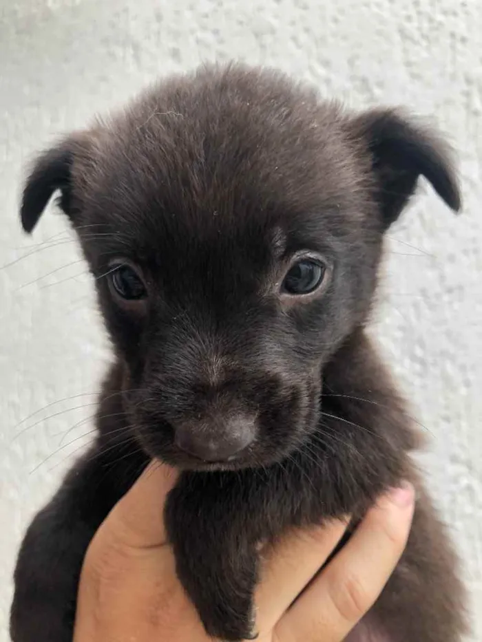 Cachorro ra a Sem Raça Definida idade Abaixo de 2 meses nome Sem Nome