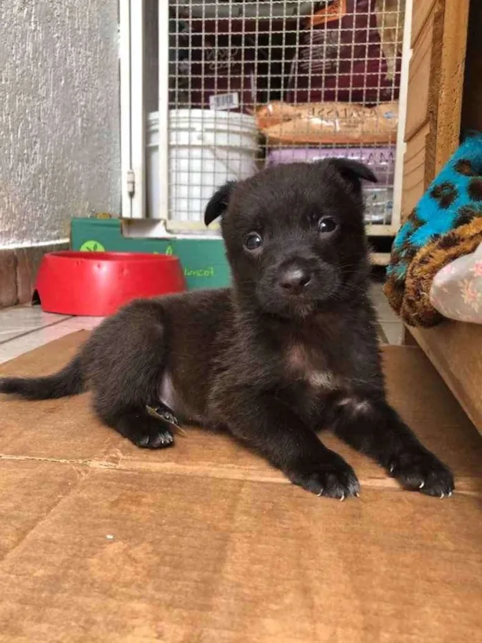 Cachorro ra a Sem Raça Definida idade Abaixo de 2 meses nome Sem Nome