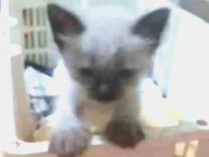 Gato raça Siamês  idade Abaixo de 2 meses nome Catarina 