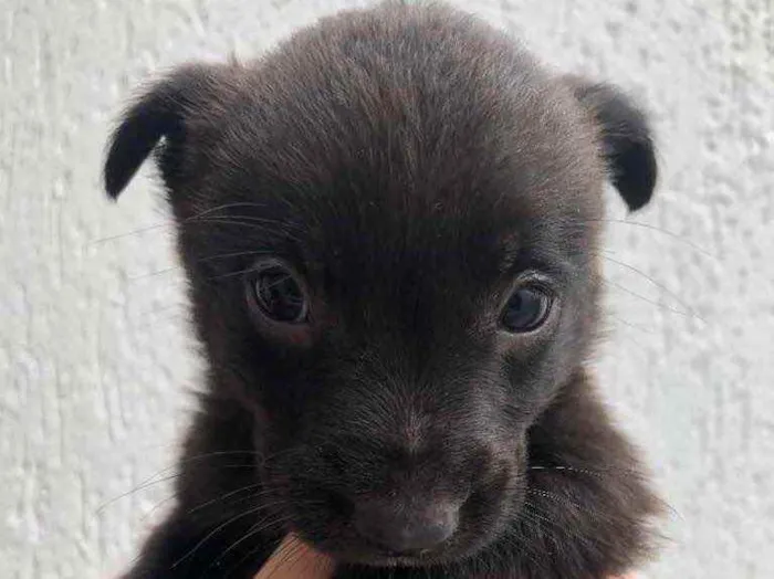 Cachorro ra a Sem Raça Definida idade Abaixo de 2 meses nome Sem Nome