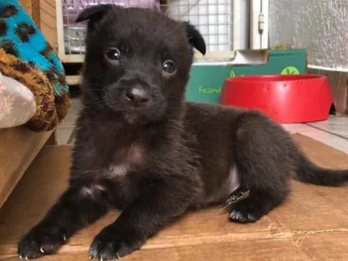 Cachorro ra a Sem Raça Definida idade Abaixo de 2 meses nome Sem Nome