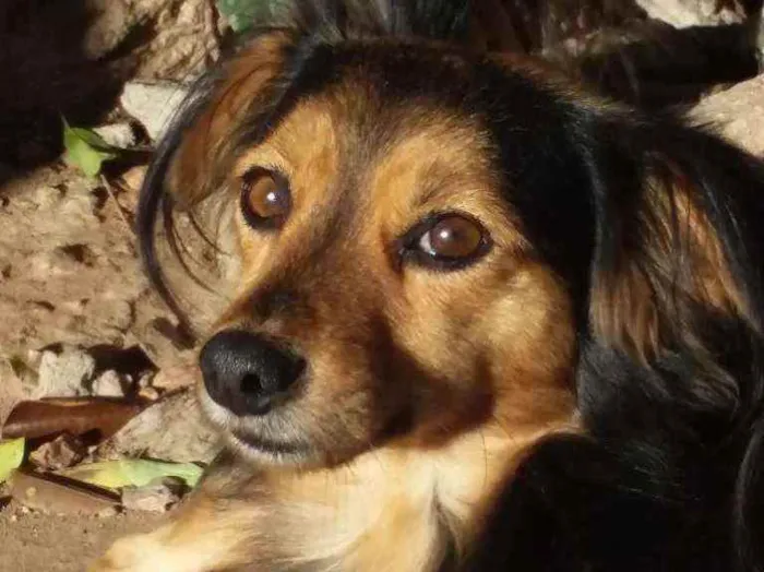 Cachorro ra a Vira lata idade 4 anos nome Bethoveen