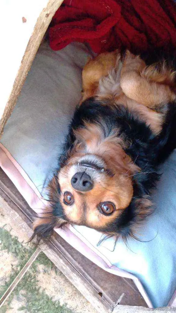 Cachorro ra a Vira lata idade 4 anos nome Bethoveen
