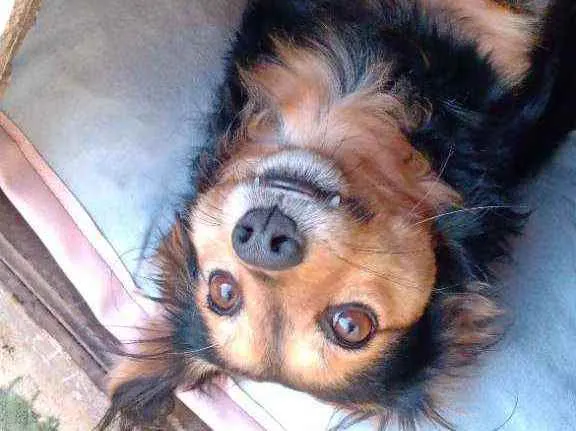 Cachorro ra a Vira lata idade 4 anos nome Bethoveen