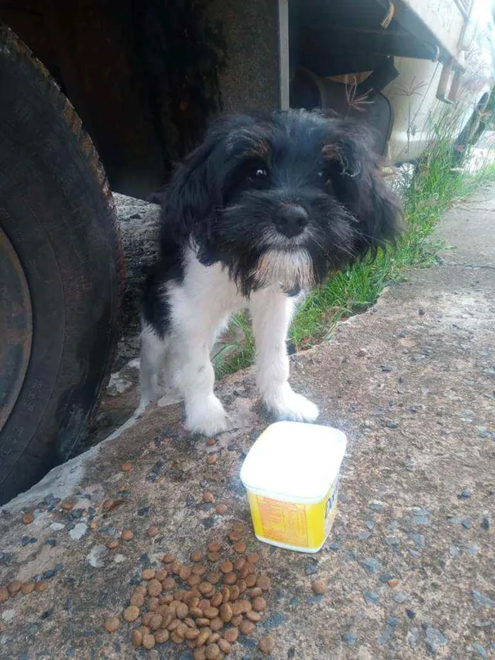 Cachorro ra a Não  sei idade  nome Sem nome