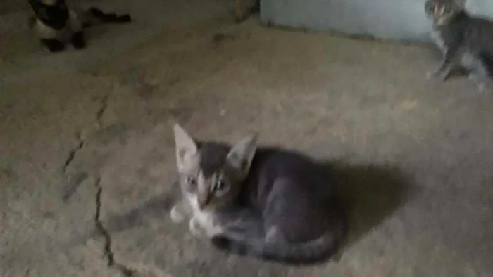 Gato ra a Indefinida  idade Abaixo de 2 meses nome Tom 