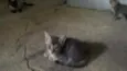 Tom