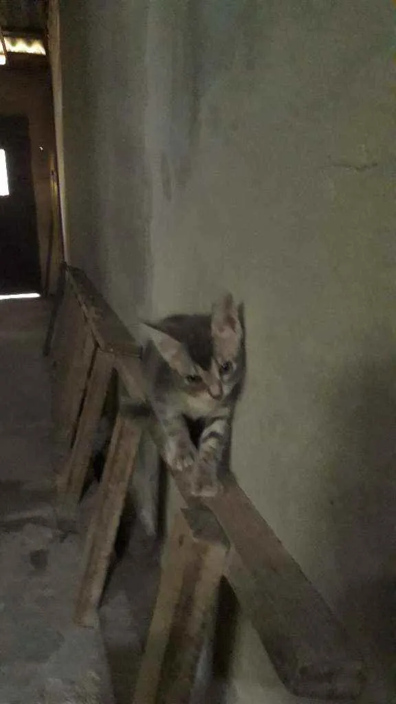 Gato ra a Indefinida  idade Abaixo de 2 meses nome Tom 