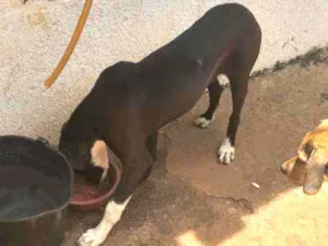 Cachorro raça Pitibu com vira lata idade 2 a 6 meses nome Princesa
