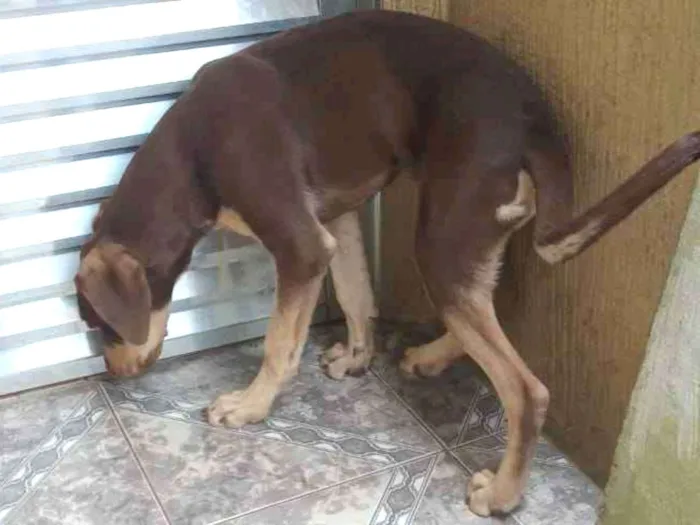 Cachorro raça Não definida  idade 7 a 11 meses nome Duque