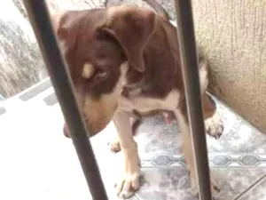 Cachorro raça Não definida  idade 7 a 11 meses nome Duque