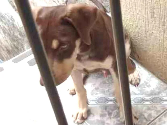 Cachorro raça Não definida  idade 7 a 11 meses nome Duque