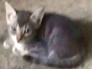 Gato raça Indefinida  idade Abaixo de 2 meses nome Tom 