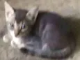 Tom
