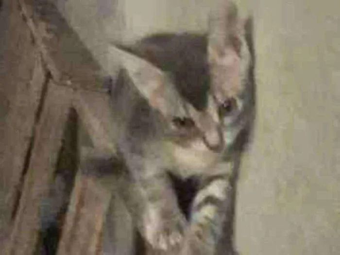 Gato ra a Indefinida  idade Abaixo de 2 meses nome Tom 