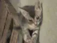 Tom