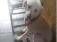 Astor