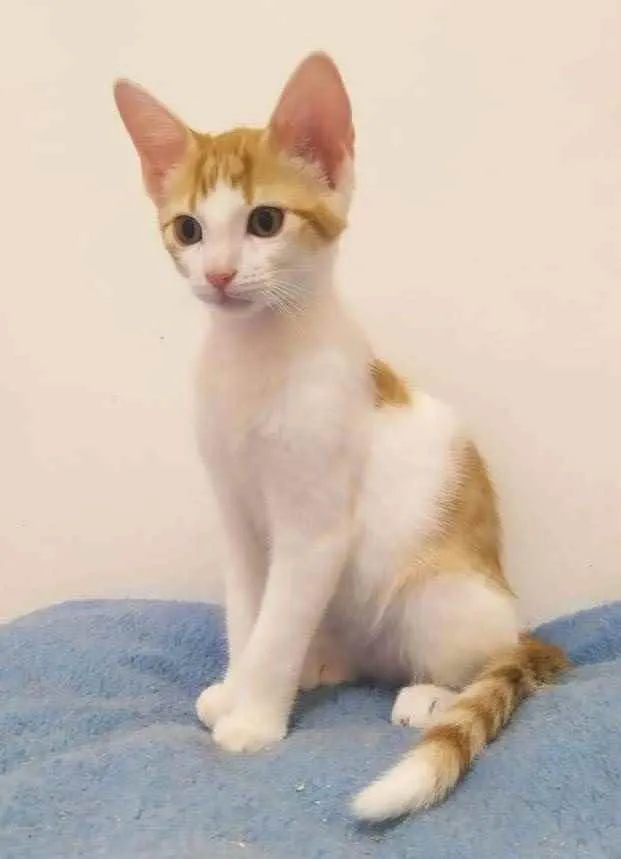 Gato ra a Sem raça definida idade 2 a 6 meses nome Chester
