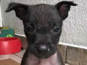 Cachorro raça Sem Raça Definida idade Abaixo de 2 meses nome Sem Nome