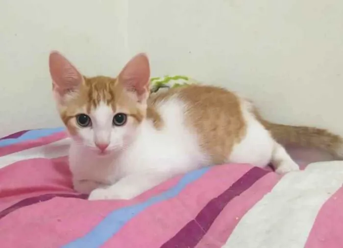 Gato ra a Sem raça definida idade 2 a 6 meses nome Chester