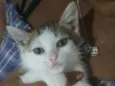 Docinho