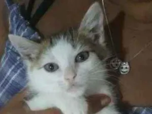 Gato raça Felino idade 2 a 6 meses nome Docinho