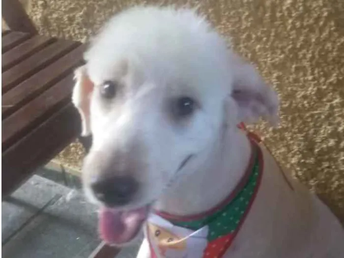 Cachorro ra a Poodle idade 3 anos nome Astor