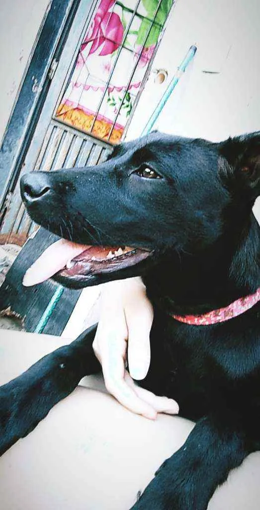 Cachorro raça Fila com labrador idade 2 a 6 meses nome Petrolina