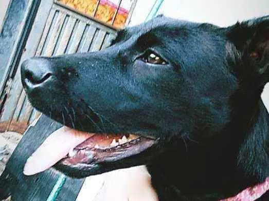 Cachorro raça Fila com labrador idade 2 a 6 meses nome Petrolina
