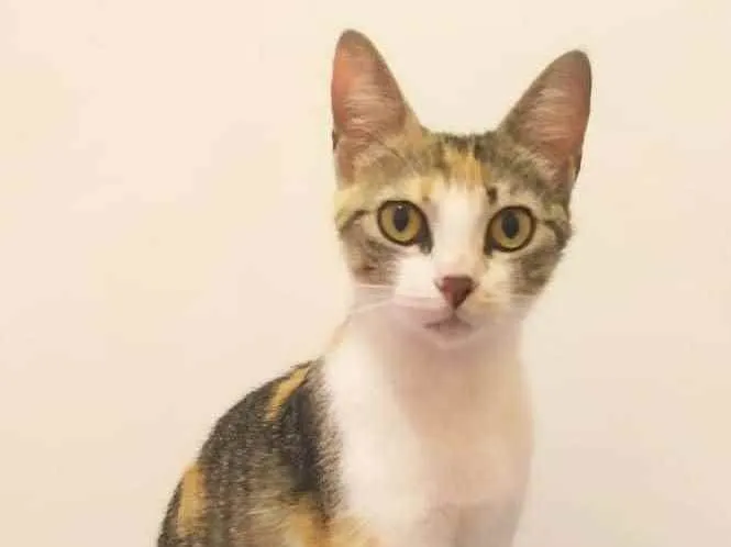 Gato ra a Sem raça definida idade 2 anos nome Brigitte
