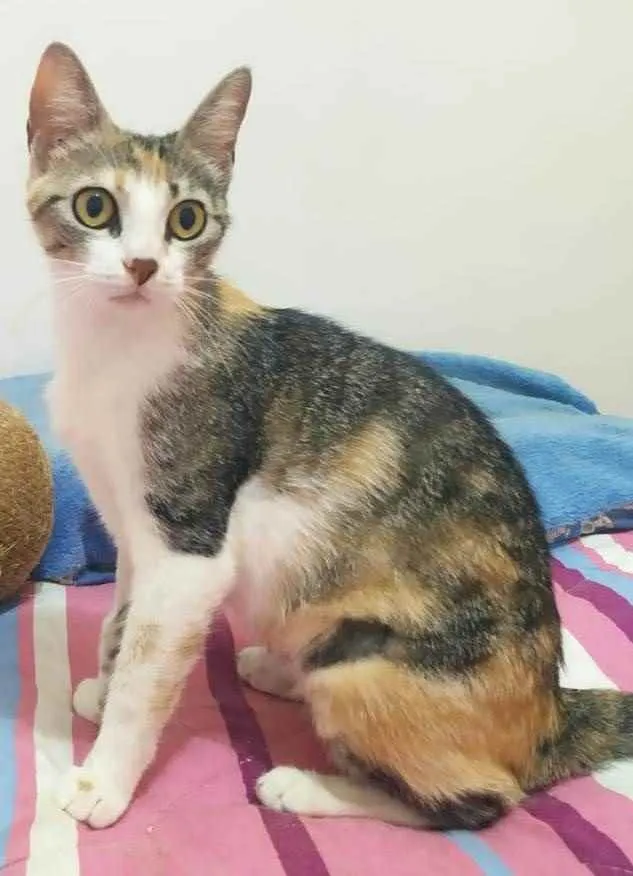 Gato ra a Sem raça definida idade 2 anos nome Brigitte