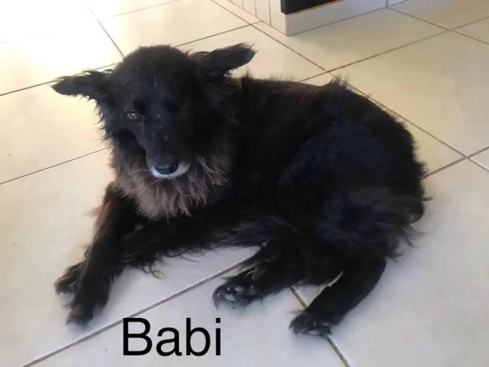 Cachorro ra a SRD idade 6 ou mais anos nome Pedrita e Babi