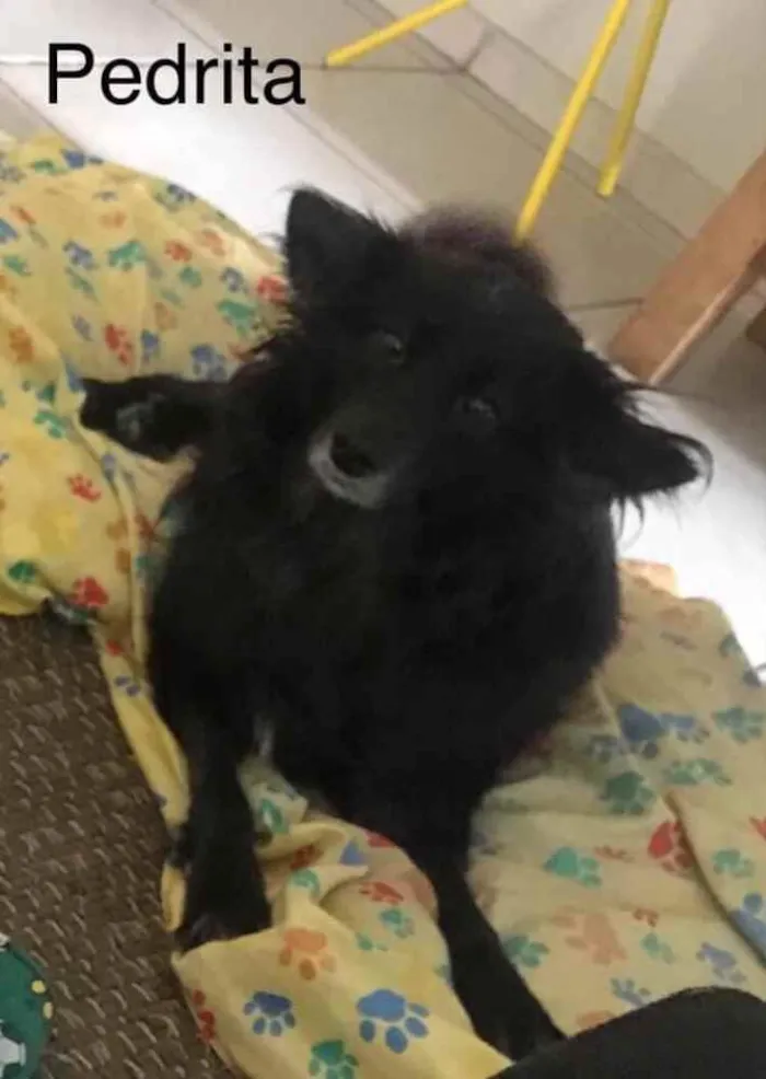 Cachorro ra a SRD idade 6 ou mais anos nome Pedrita e Babi